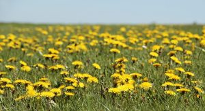 A field of dandelion where the amazing soulcof coffee is produced